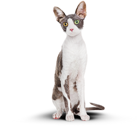 Худой кот.