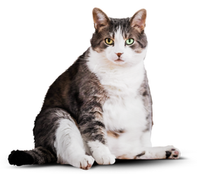 Упитанный кот.